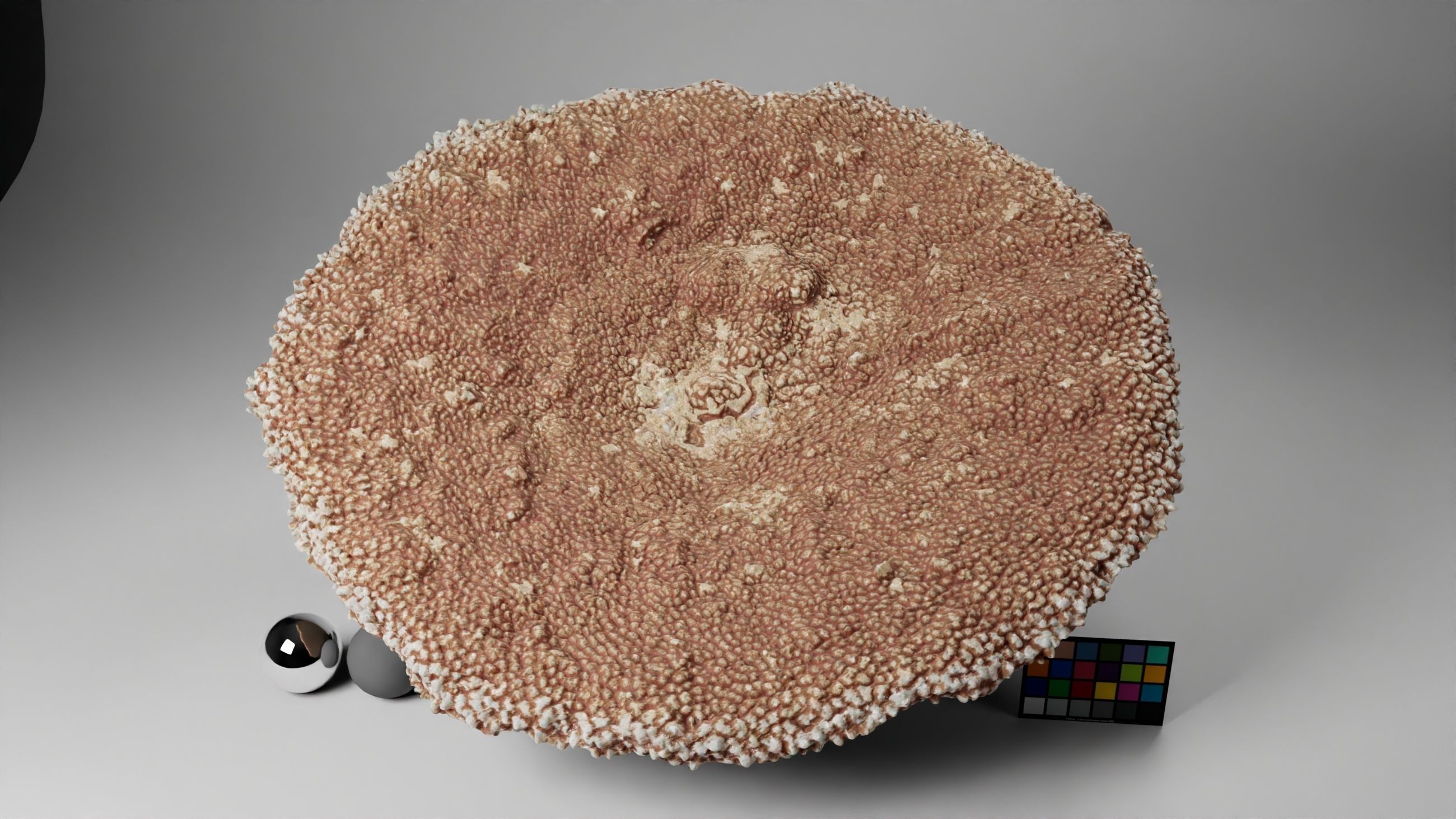 HQ Assets-Coral-Acropora-HyacinthusAA Arnold 3D model_9