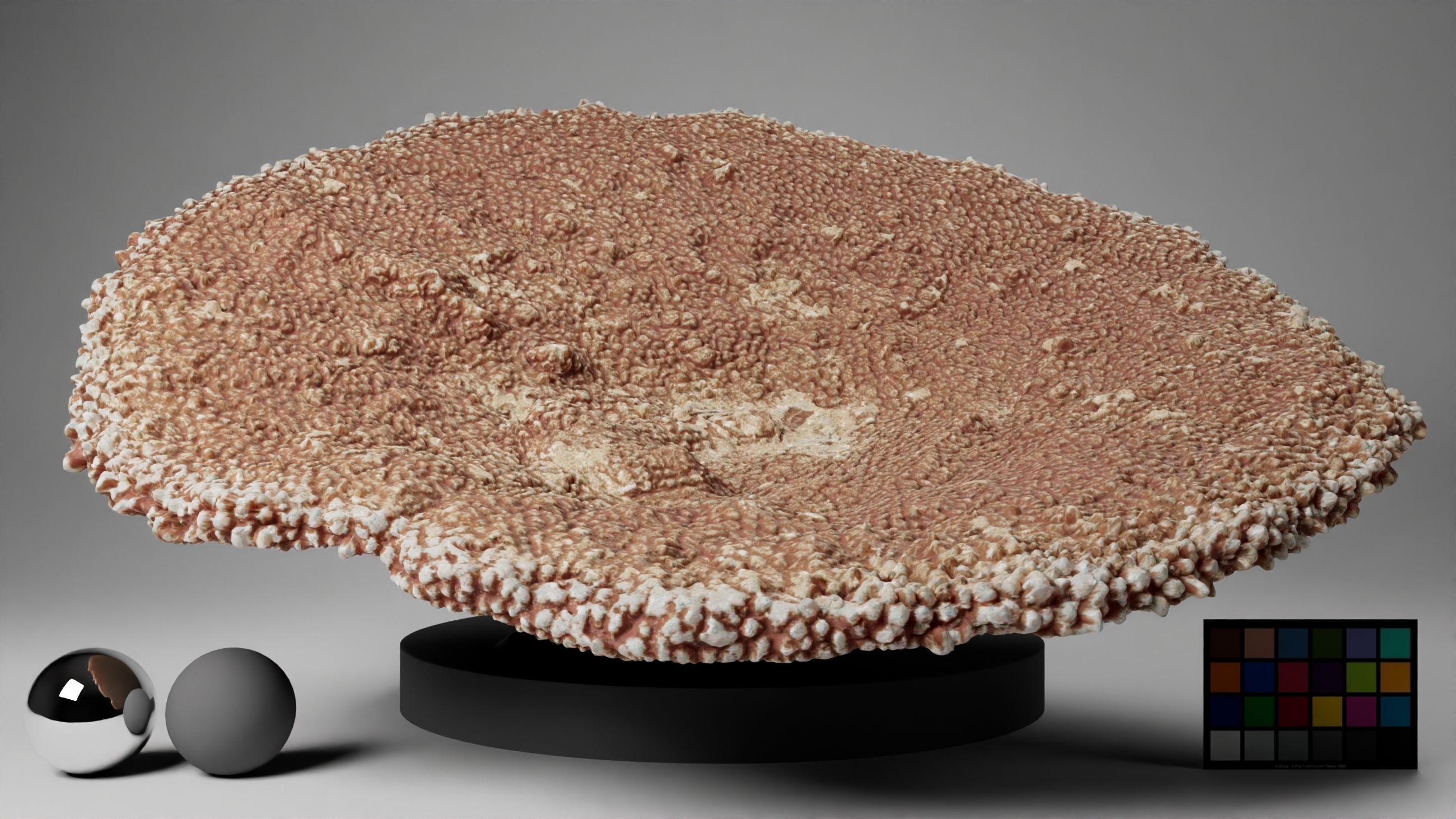 HQ Assets-Coral-Acropora-HyacinthusAA Arnold 3D model_3