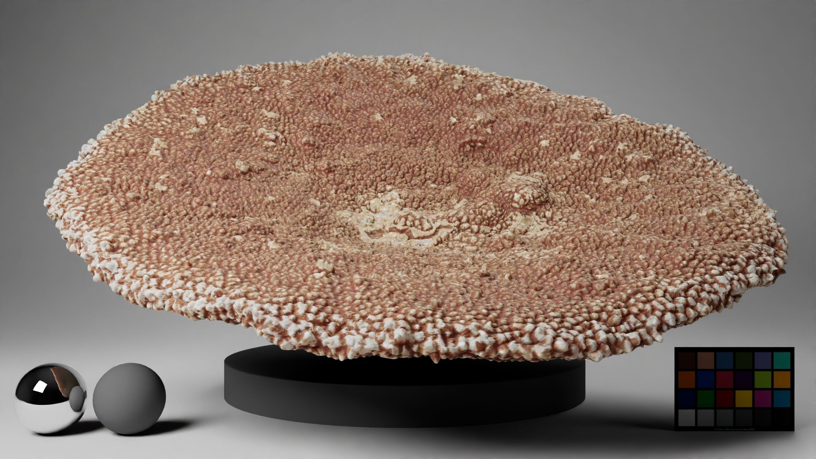 HQ Assets-Coral-Acropora-HyacinthusAA Arnold 3D model_6