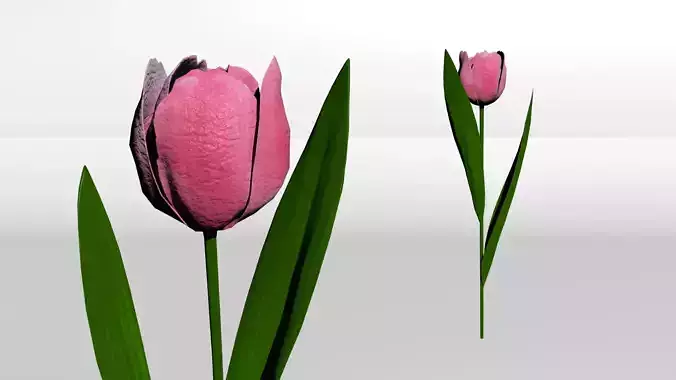 Tulip