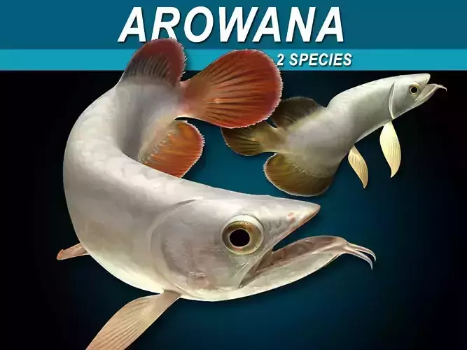 Arowana 3D model