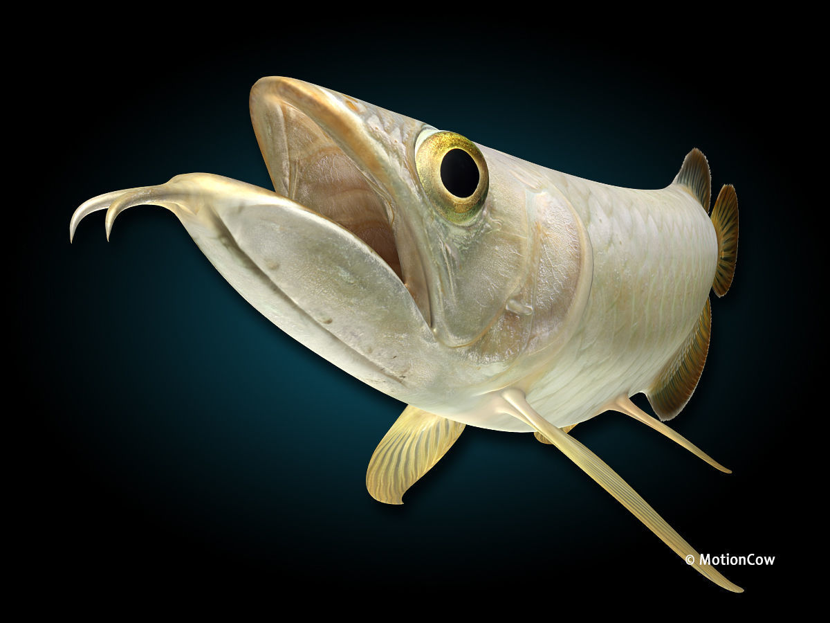 Arowana 3D model_4