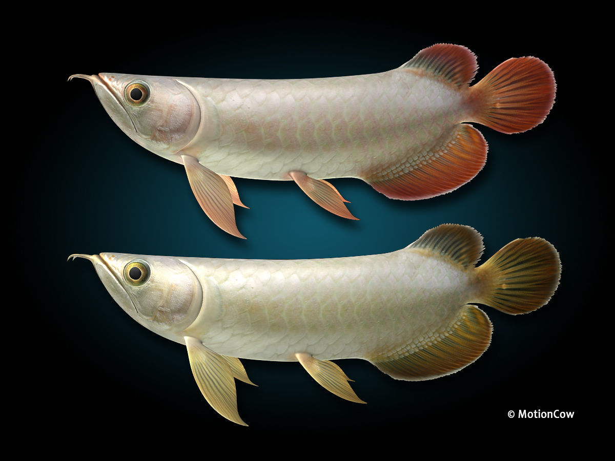 Arowana 3D model_2