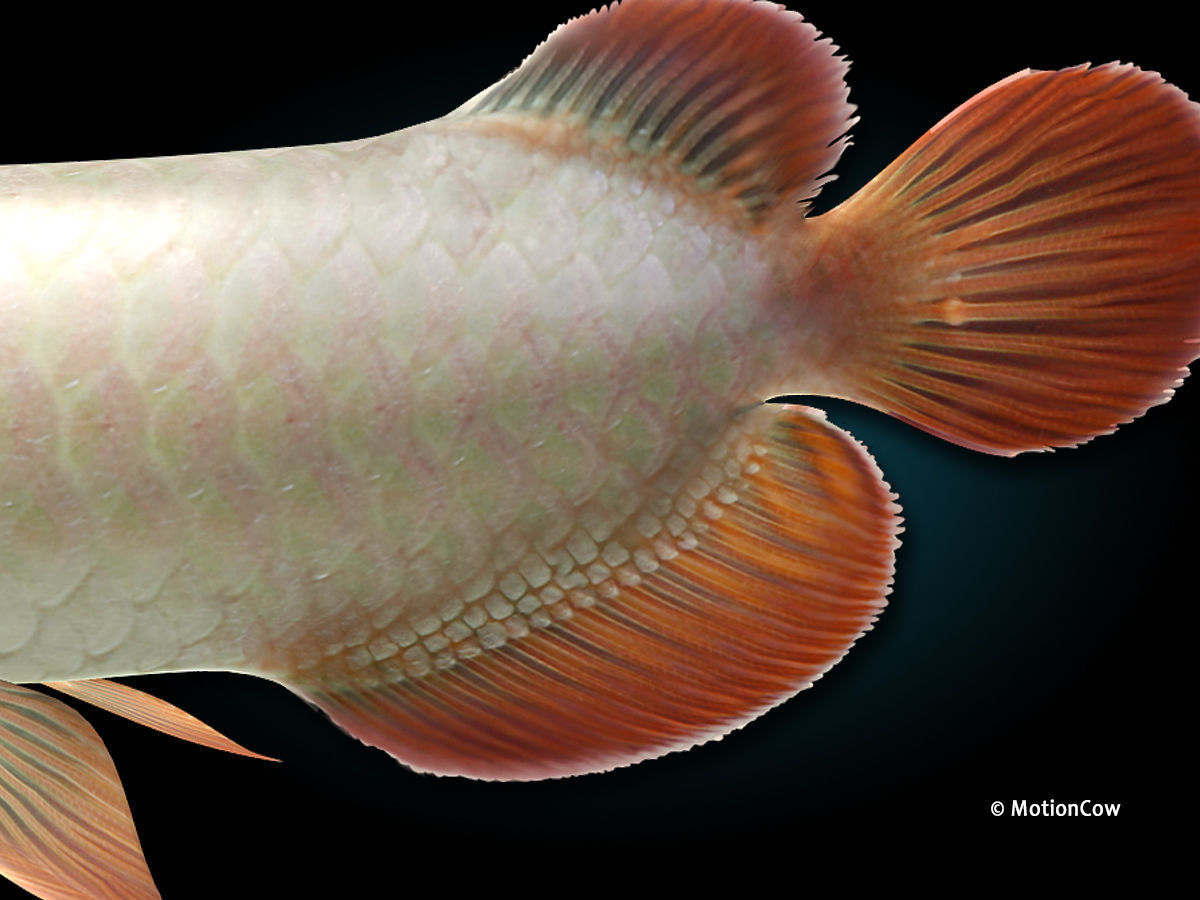 Arowana 3D model_5