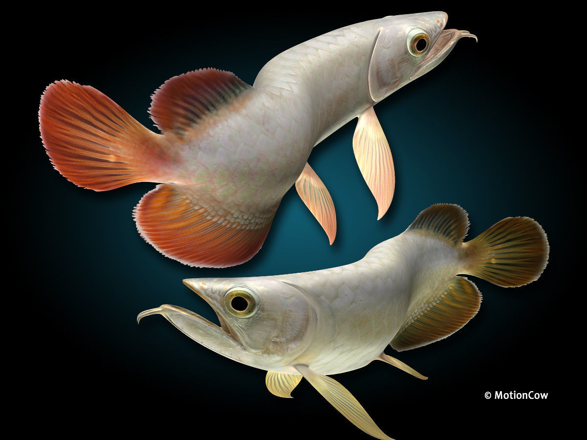 Arowana 3D model_3