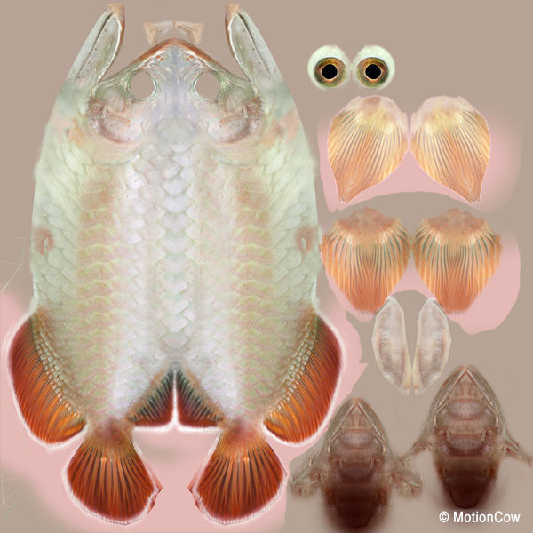 Arowana 3D model_11