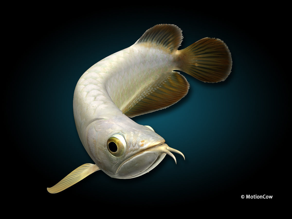 Arowana 3D model_6