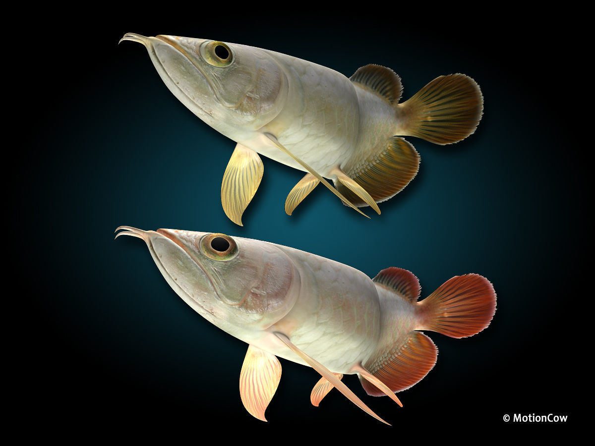 Arowana 3D model_8