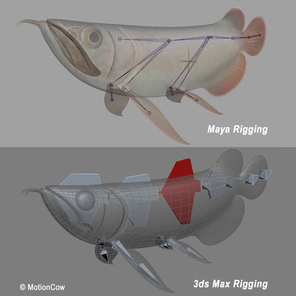 Arowana 3D model_10