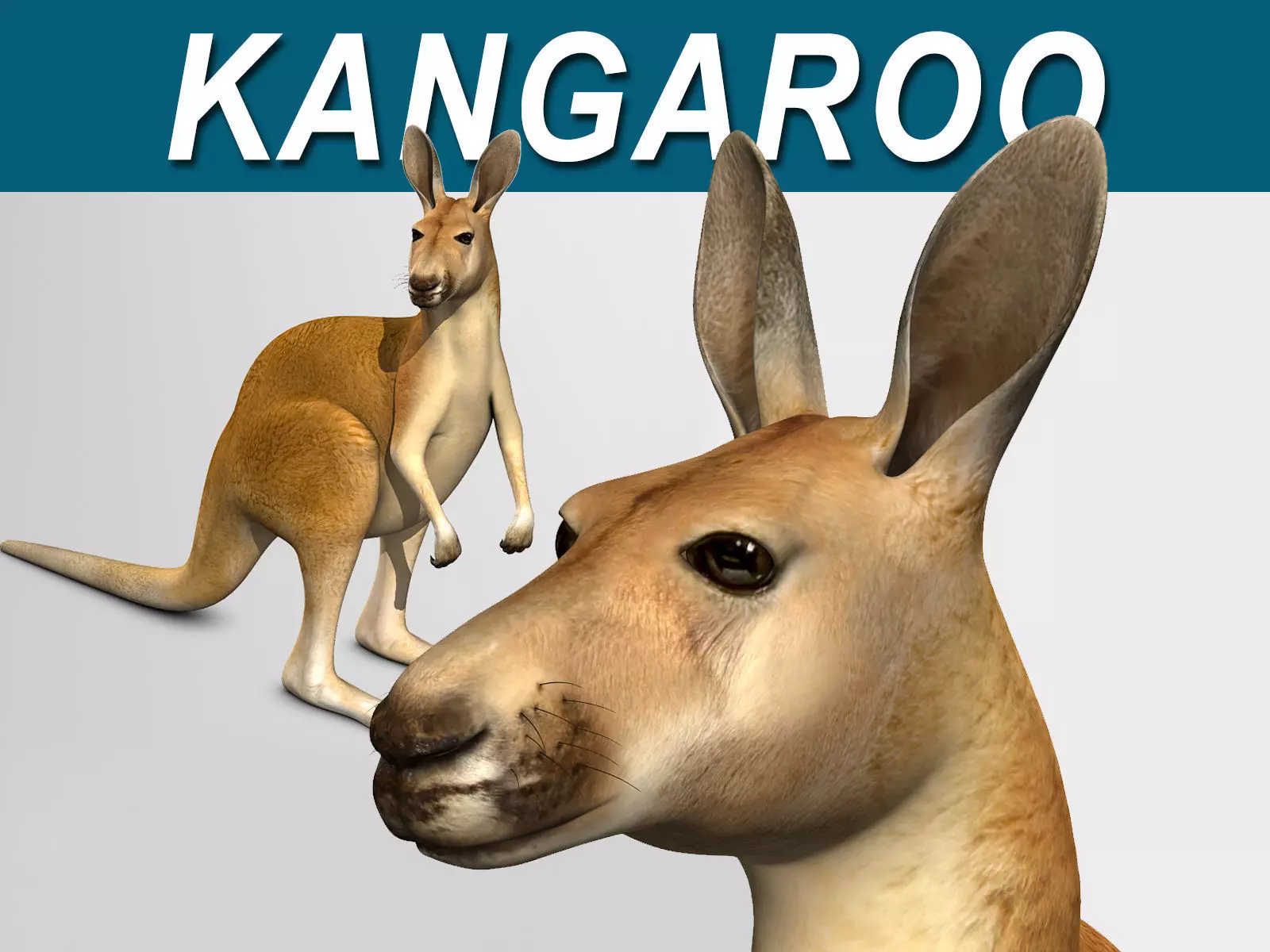 Kangaroo 3D model_0
