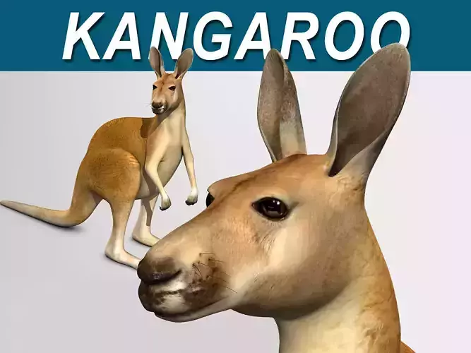 Kangaroo