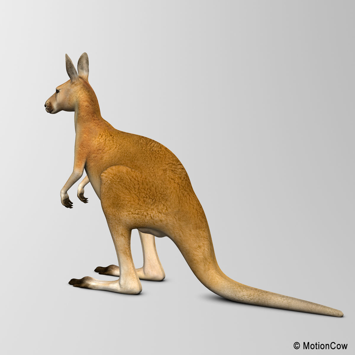 Kangaroo 3D model_5