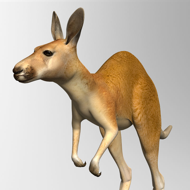 Kangaroo 3D model_10