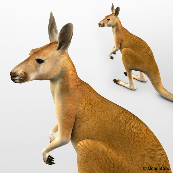 Kangaroo 3D model_13