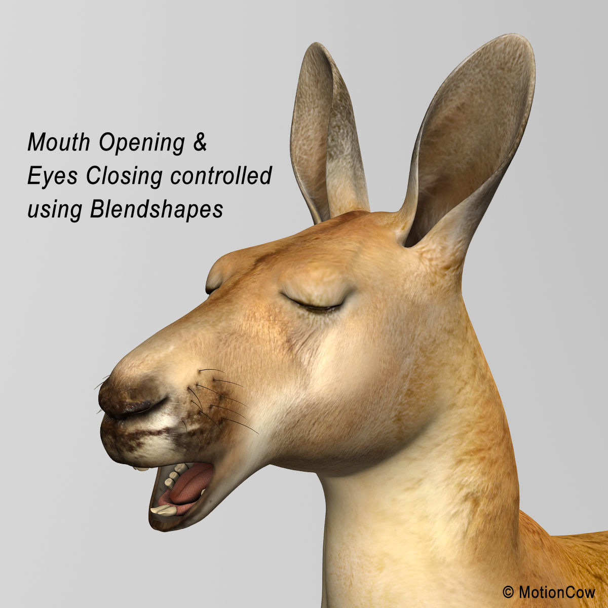 Kangaroo 3D model_8