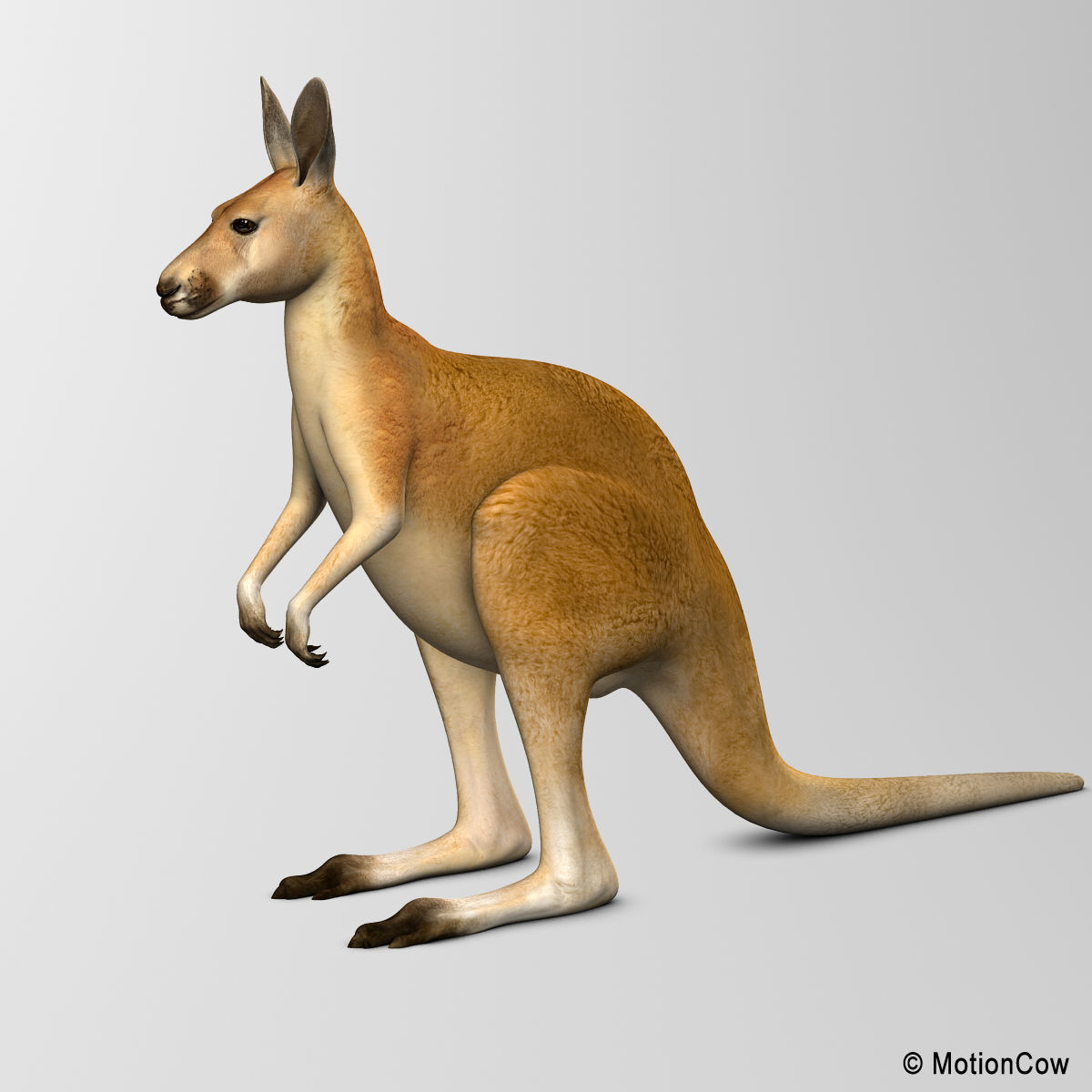 Kangaroo 3D model_3