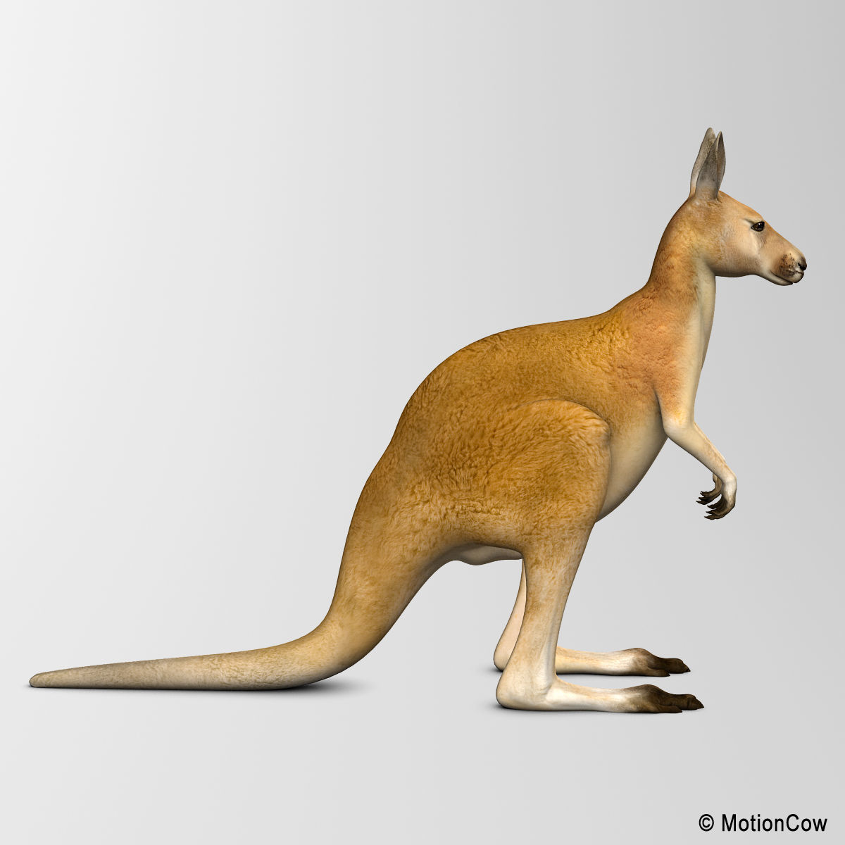 Kangaroo 3D model_6