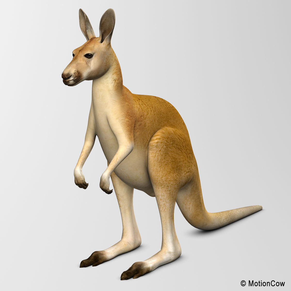 Kangaroo 3D model_4