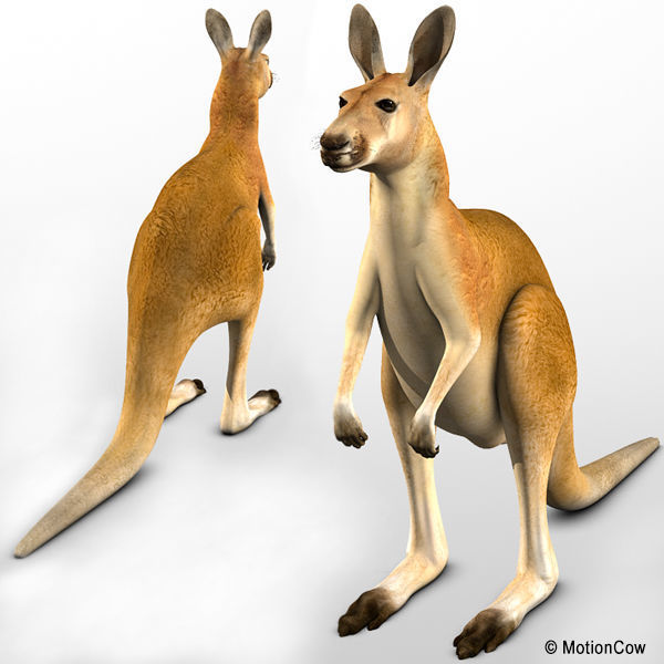 Kangaroo 3D model_11