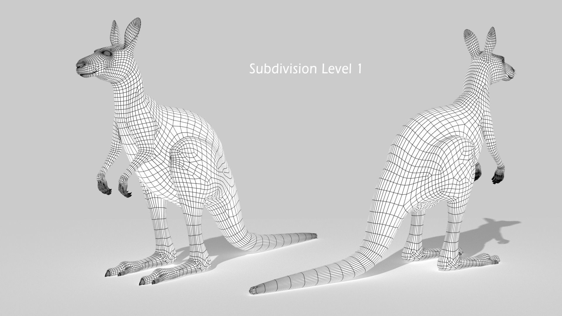 Kangaroo 3D model_16