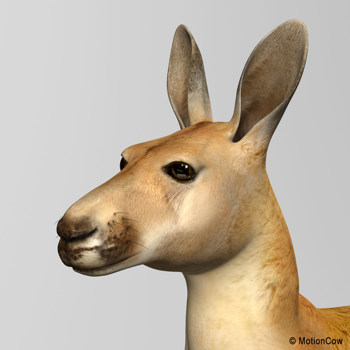 Kangaroo 3D model_7