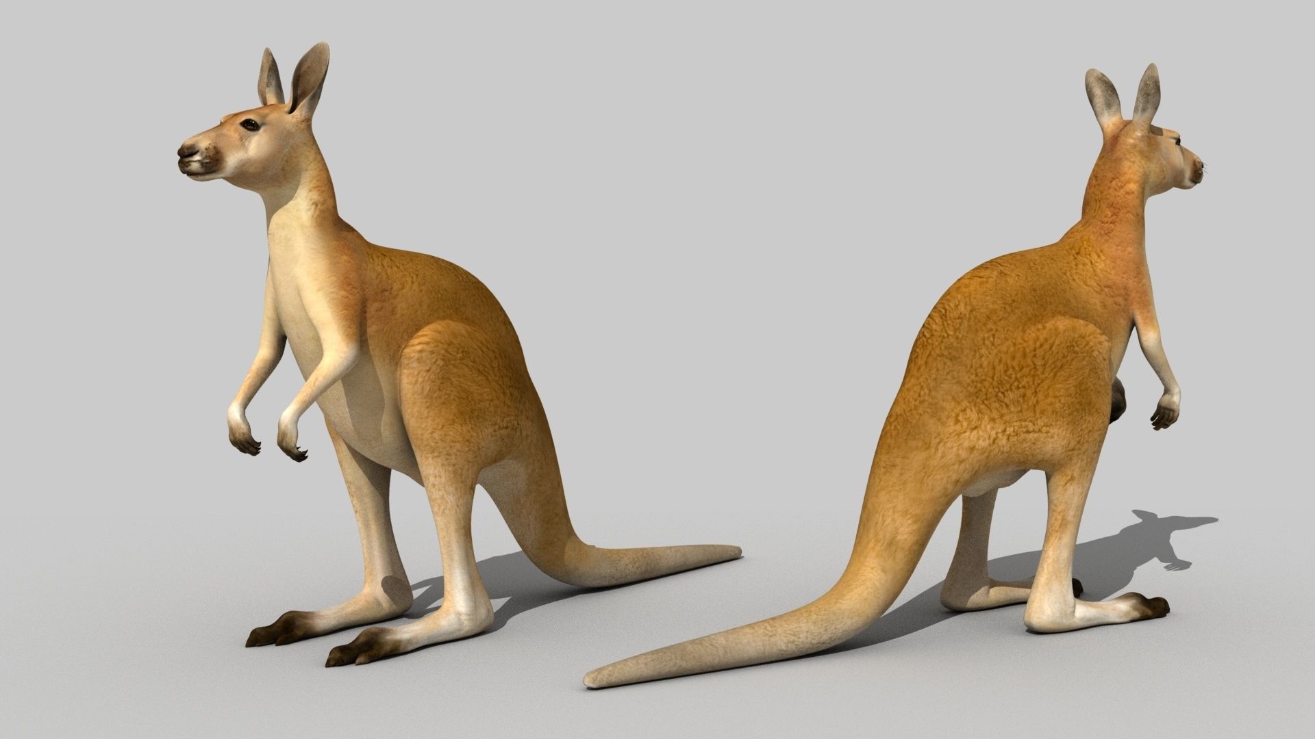 Kangaroo 3D model_14