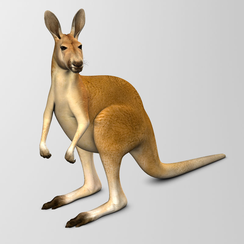 Kangaroo 3D model_12