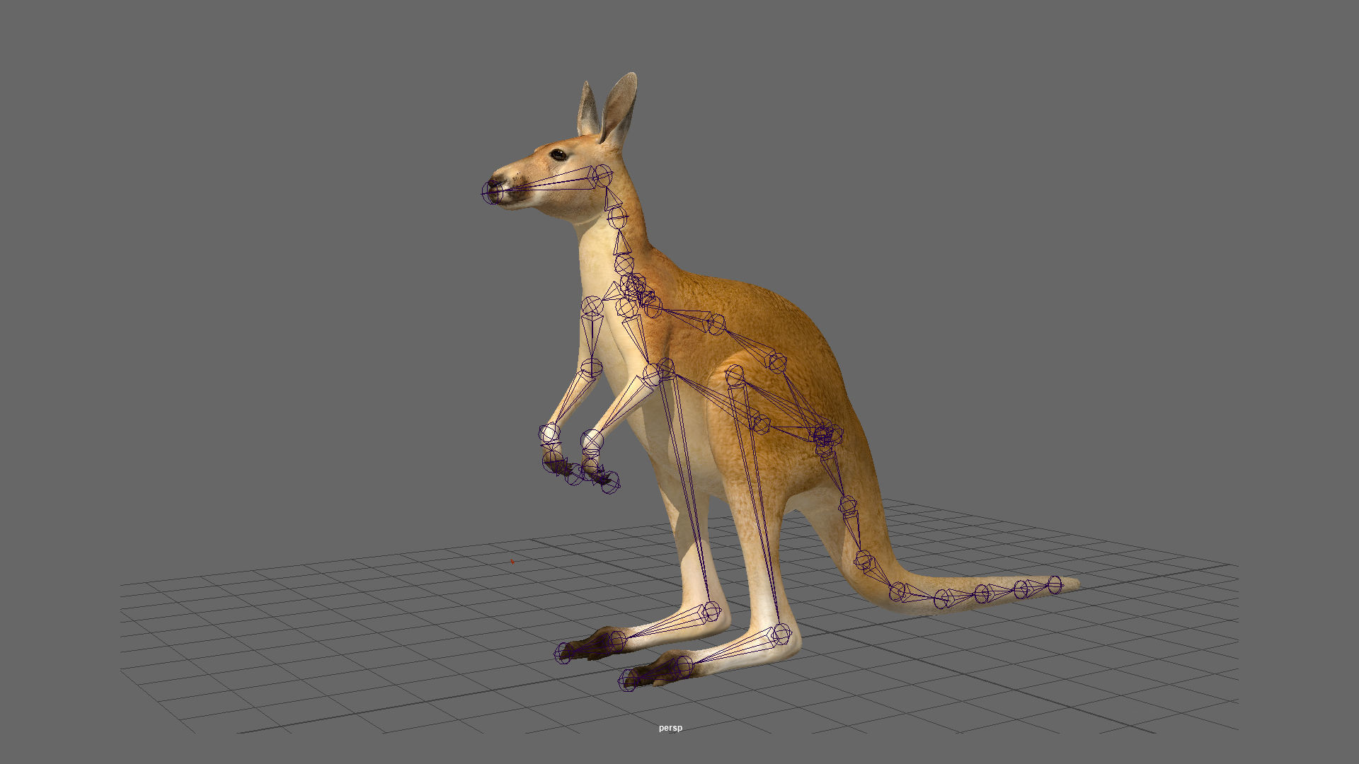 Kangaroo 3D model_17