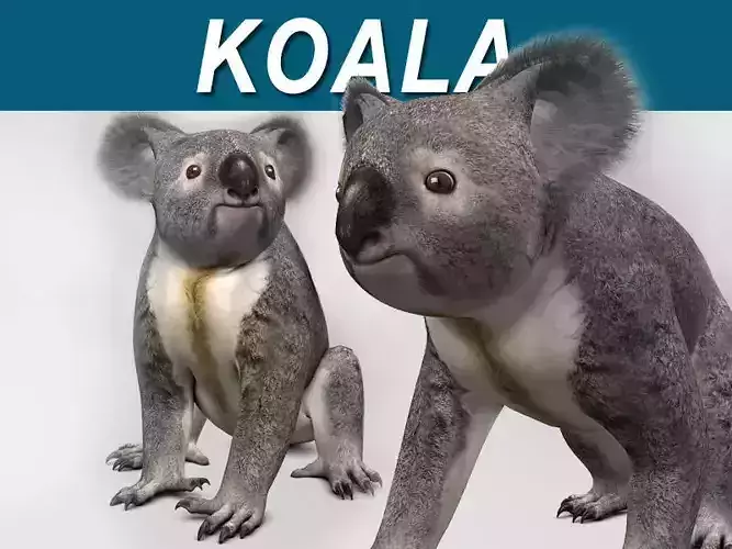 Koala