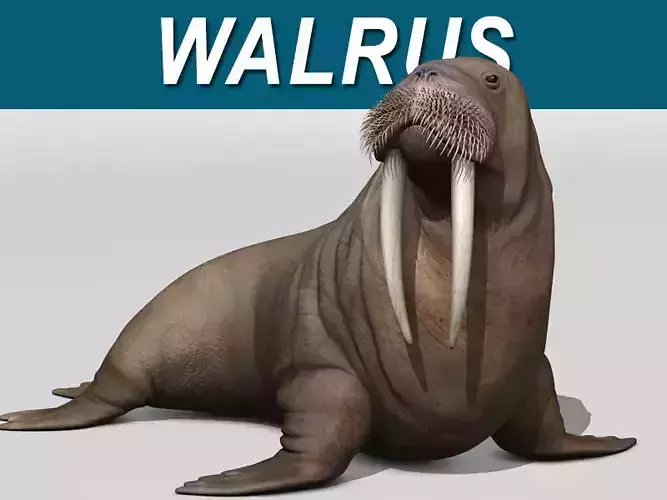 Walrus