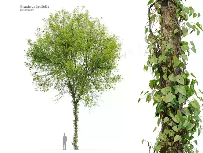 Fraxinus latifolia 03 3D model