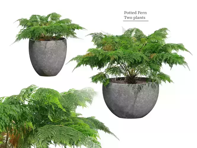 Fern in pot