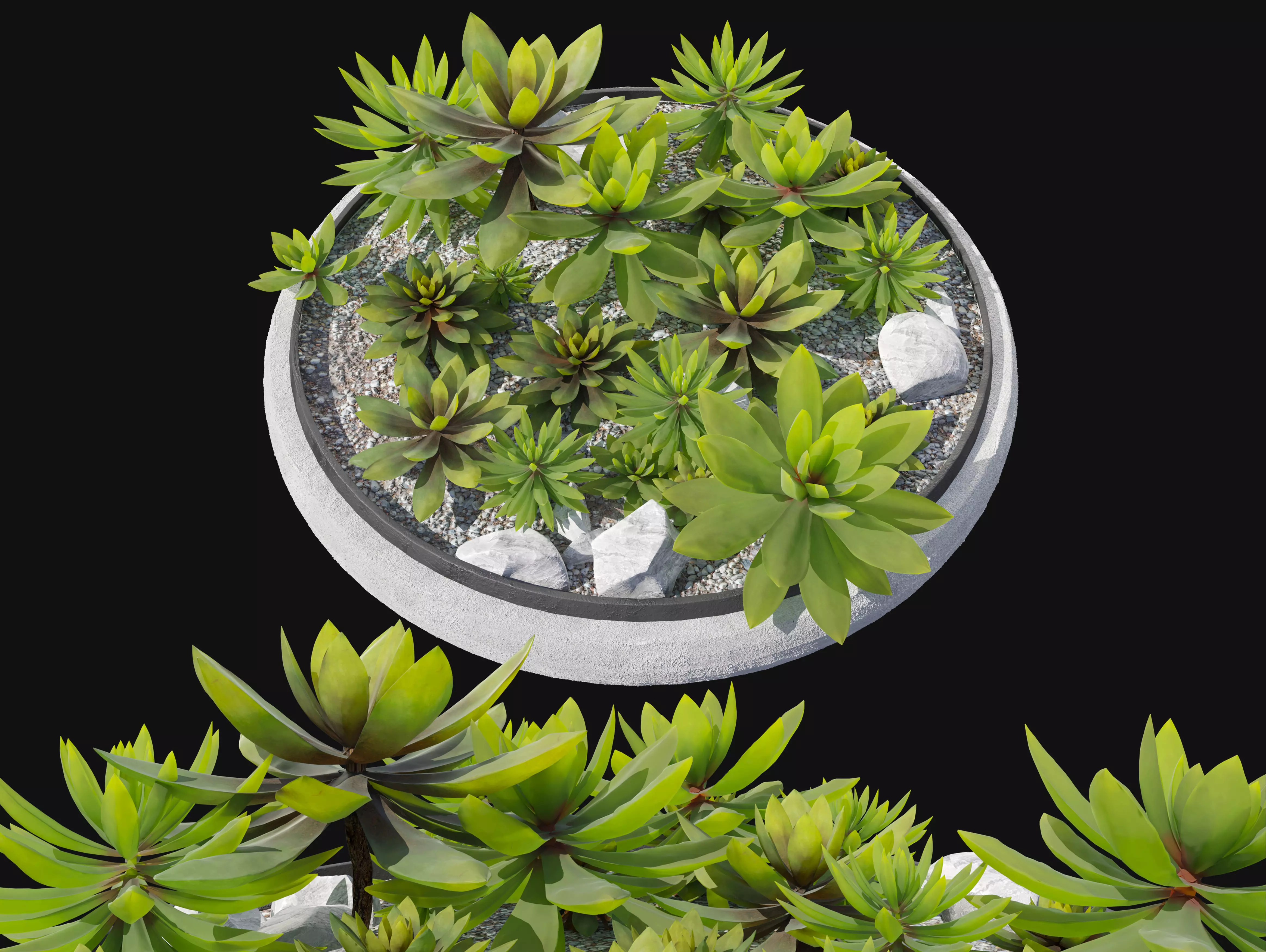 Succulent plants 05 3D model