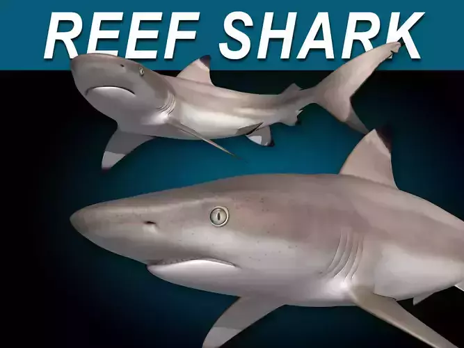 Reef Shark 3D model