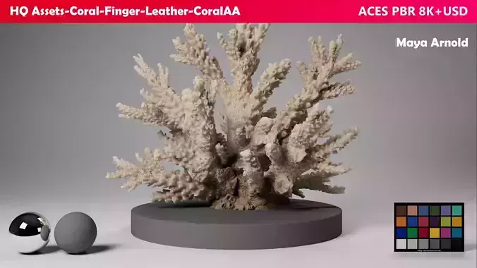 HQ Assets Coral Finger Leather CoralAA Arnold 3D model