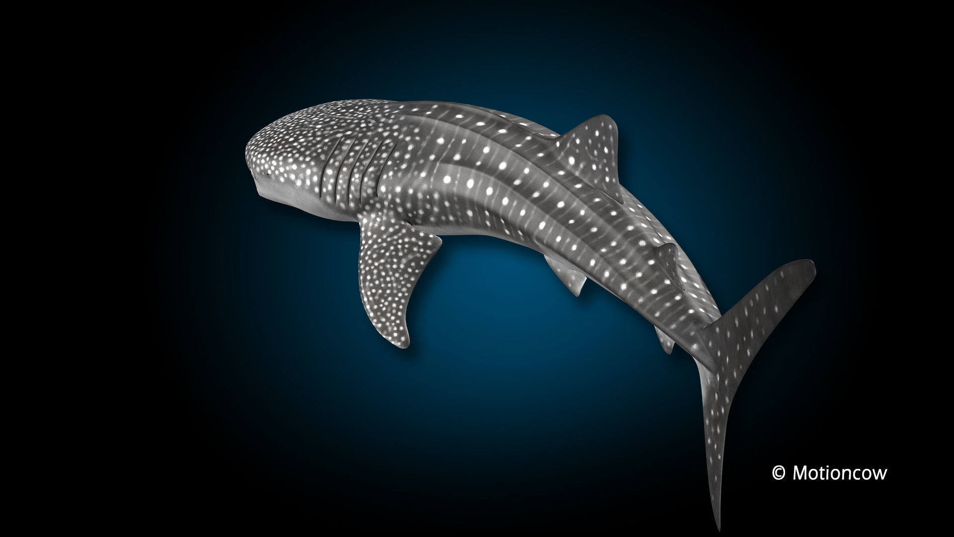 Whale Shark 3D model_15