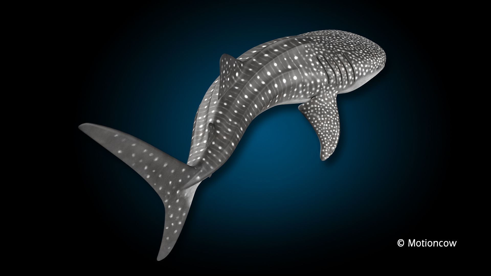 Whale Shark 3D model_5