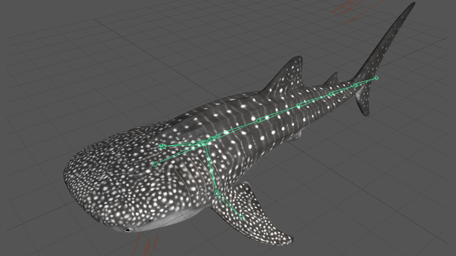 Whale Shark 3D model_20