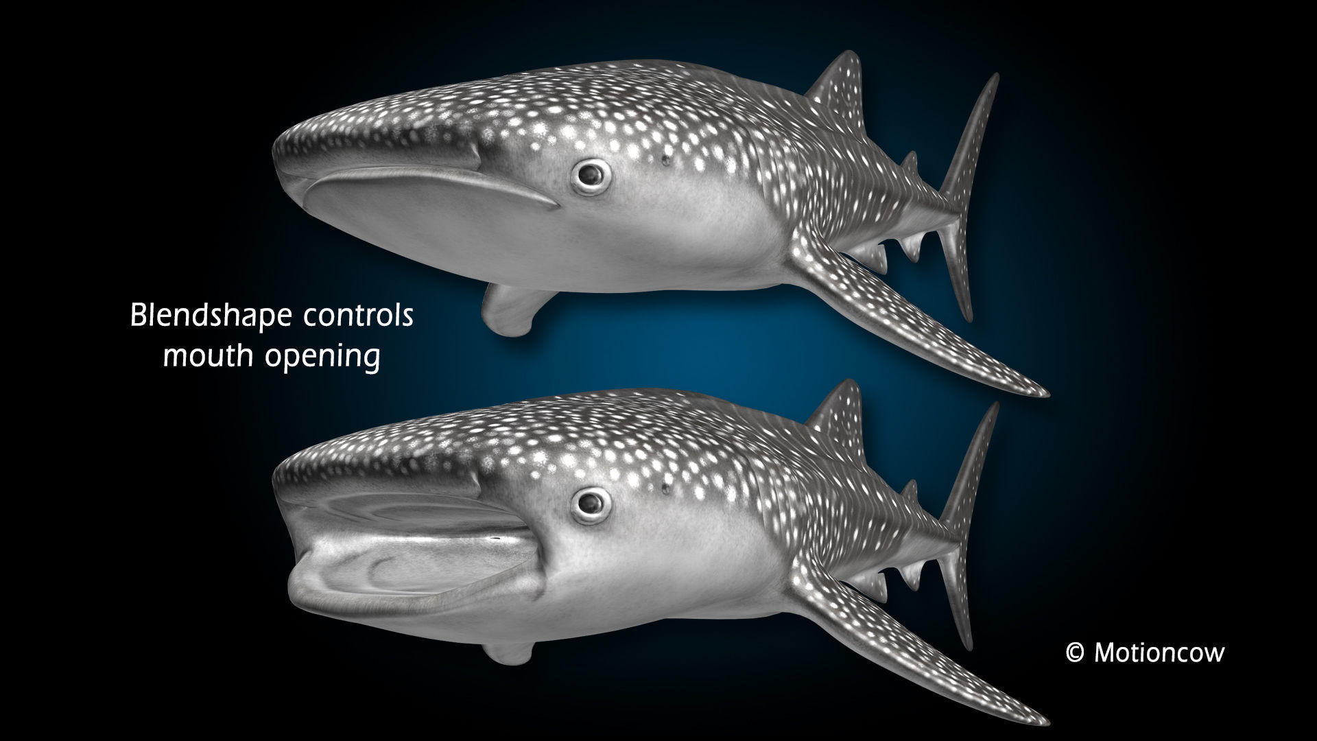 Whale Shark 3D model_14