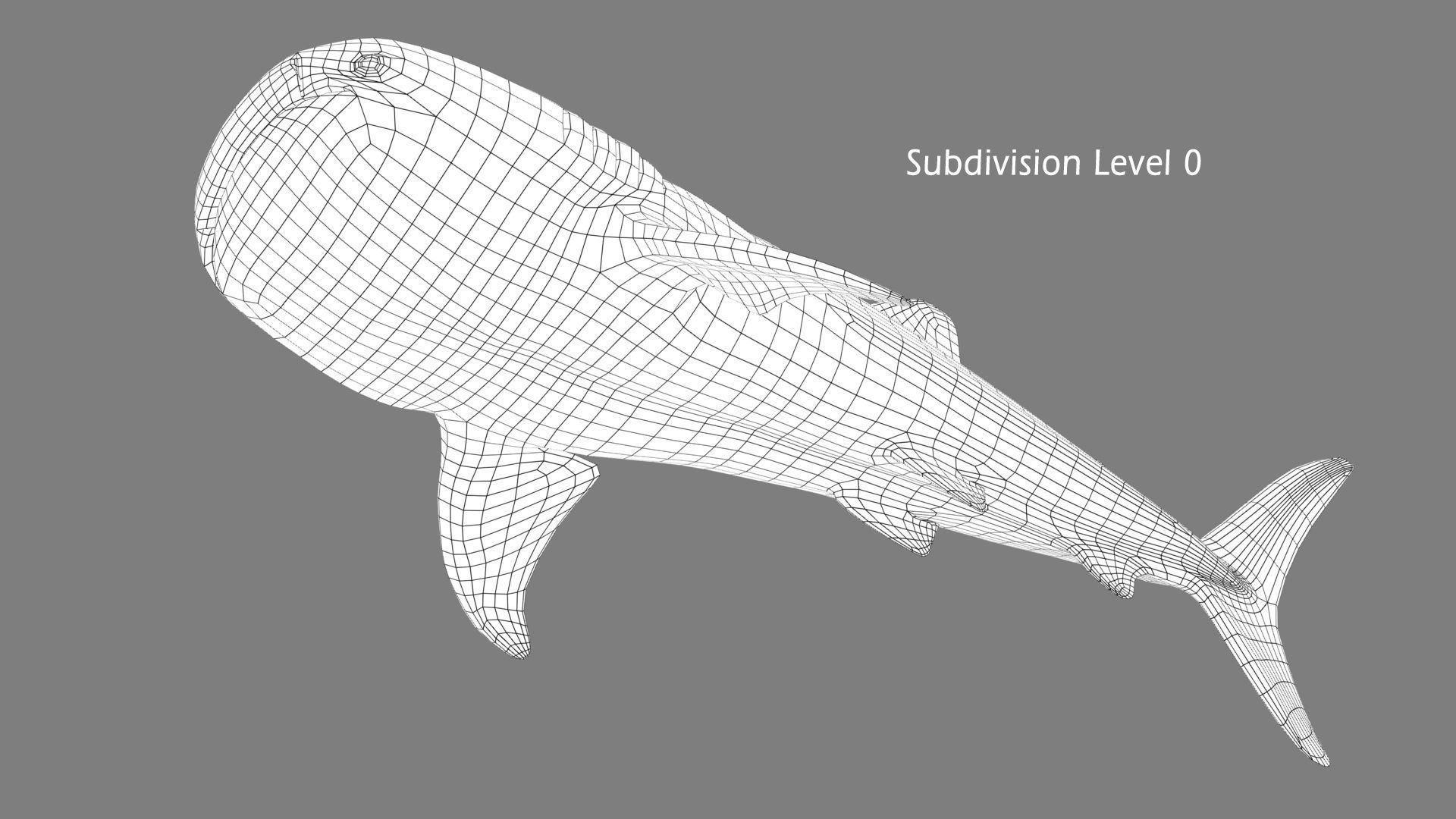 Whale Shark 3D model_19