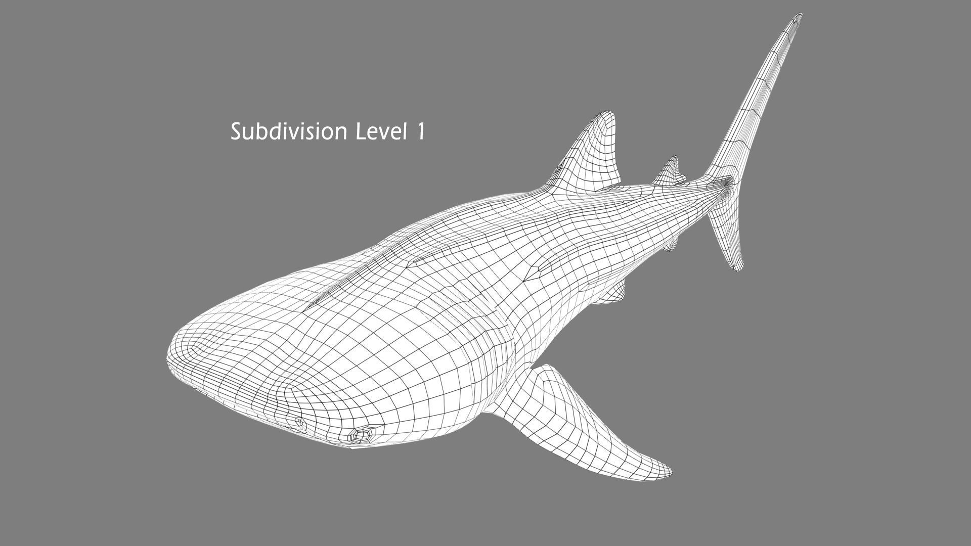 Whale Shark 3D model_17
