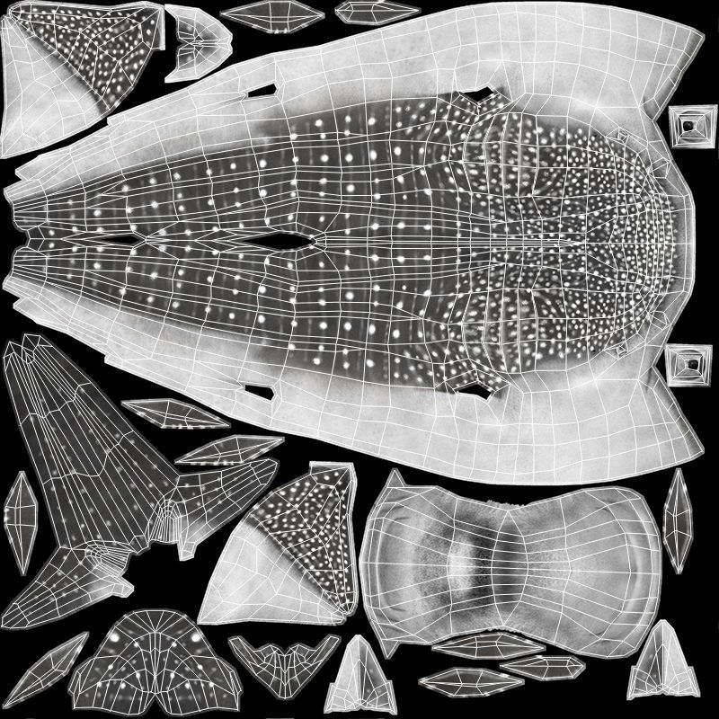 Whale Shark 3D model_21