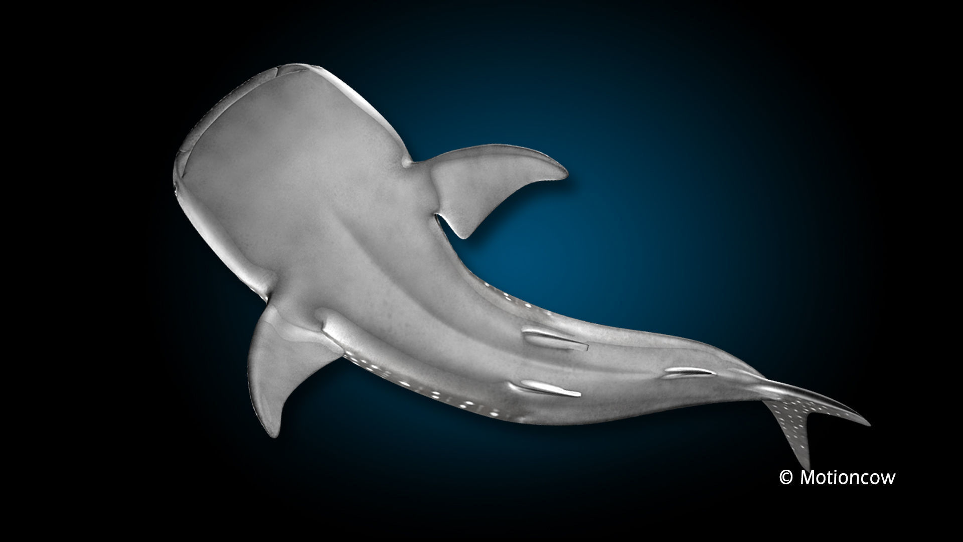 Whale Shark 3D model_11