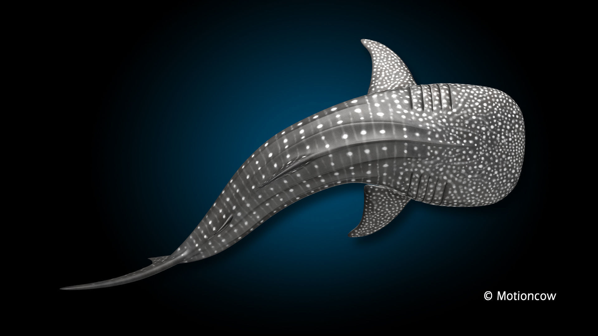Whale Shark 3D model_10