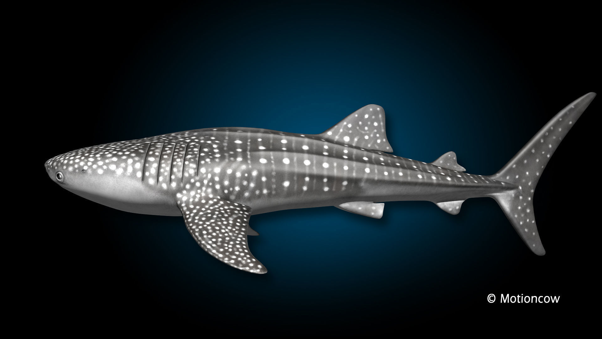 Whale Shark 3D model_8