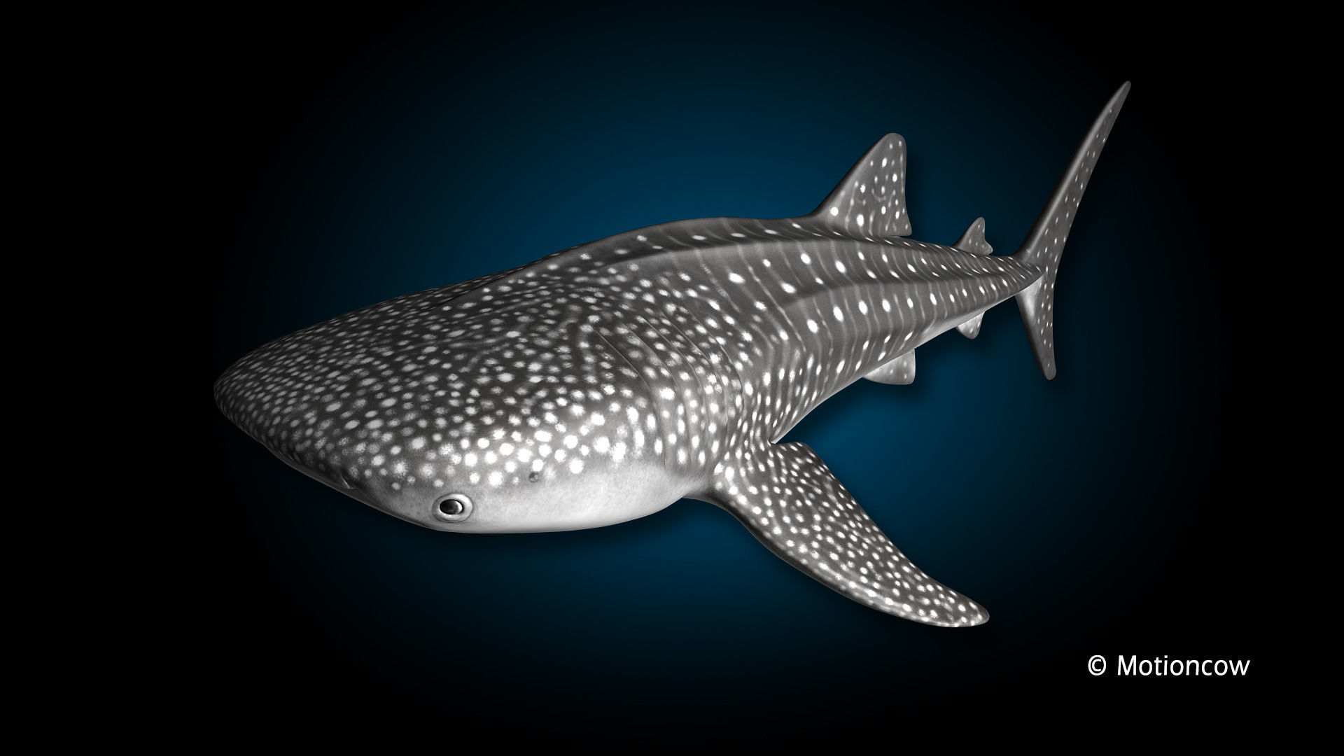 Whale Shark 3D model_3