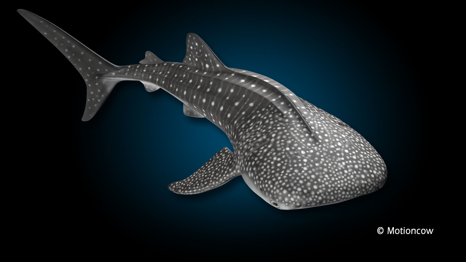 Whale Shark 3D model_4