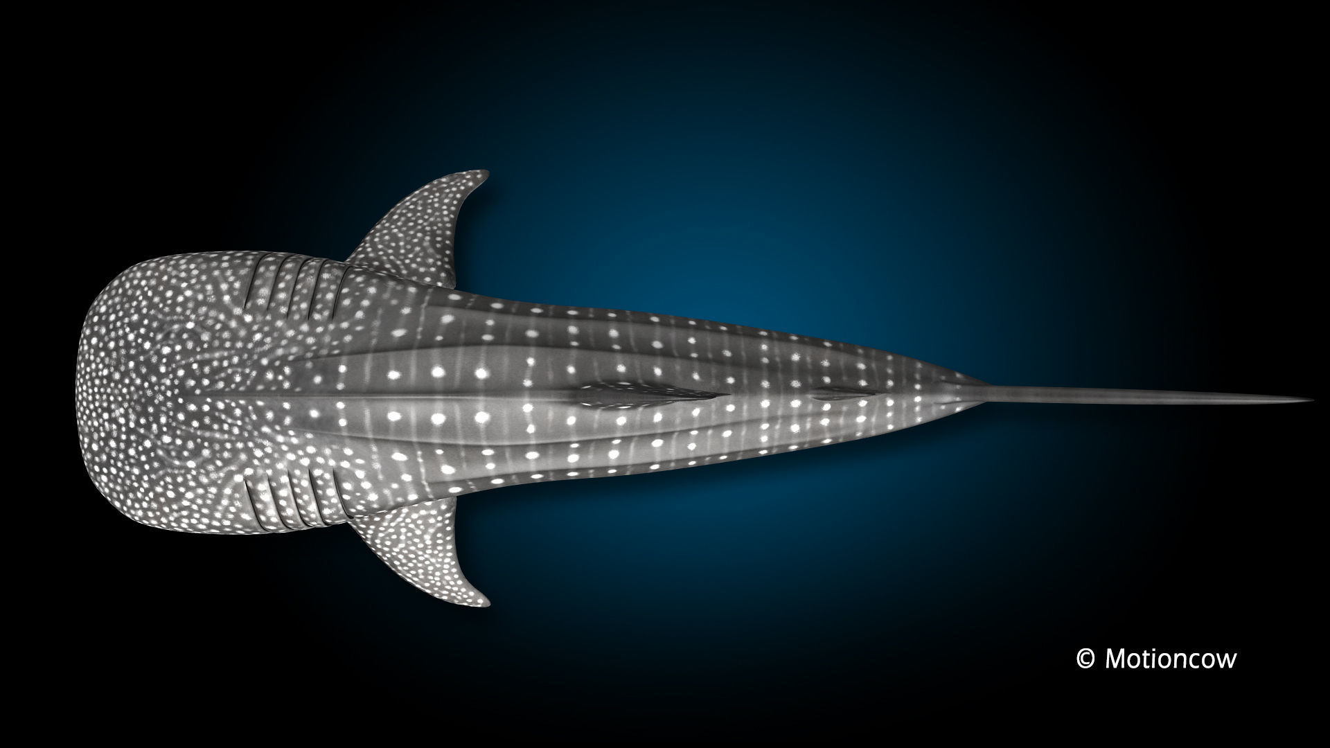 Whale Shark 3D model_9