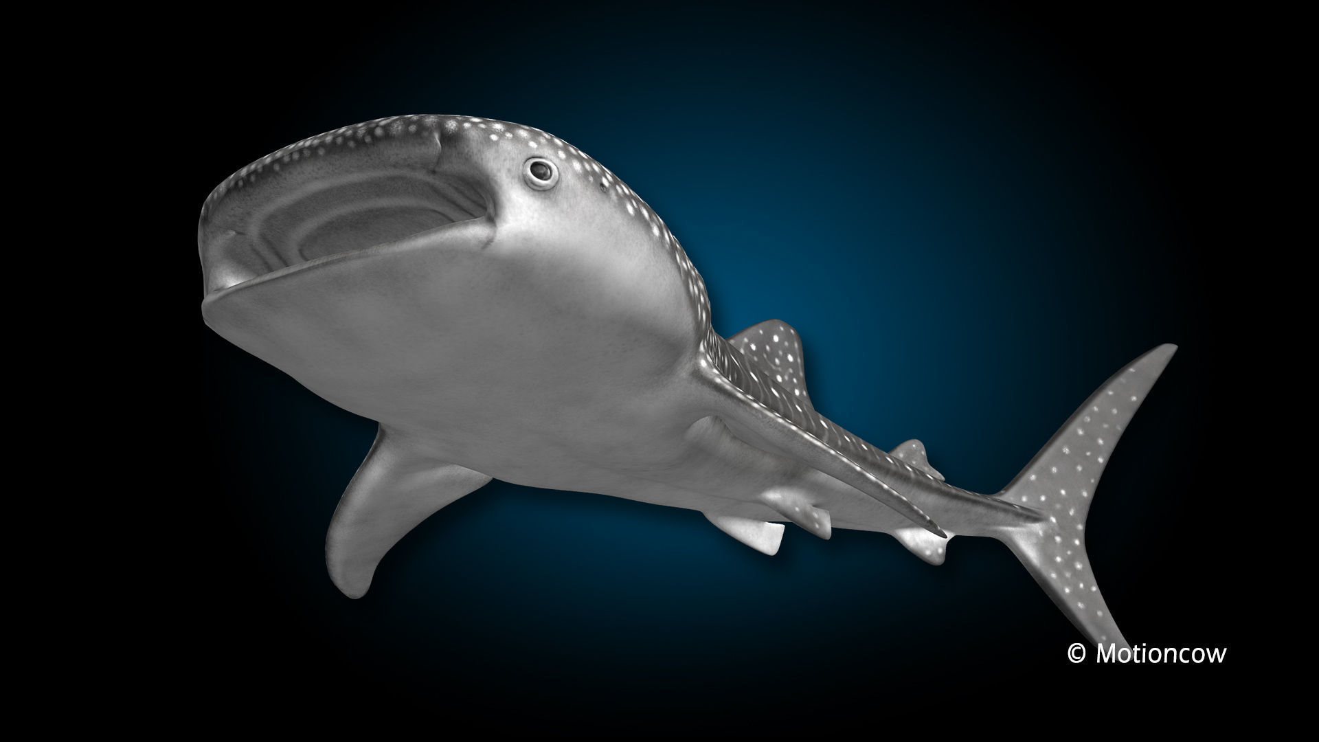 Whale Shark 3D model_13