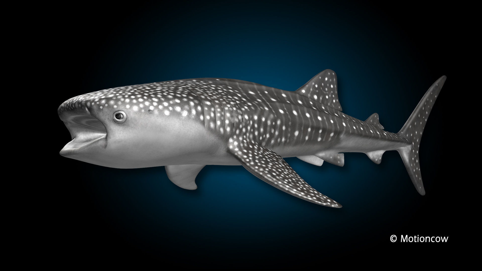 Whale Shark 3D model_7